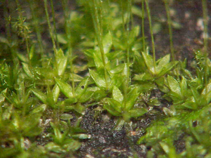 Funaria hygrometrica1.jpg © Commons
