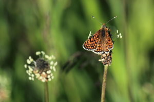 Melitaea cinxia © Marc Corail - Parc National des Ecrins