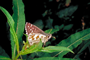 Hespérie de l'alchémille © Jean-Marie Gourreau - Parc national des Ecrins