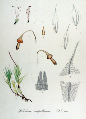 Splachnum ampullaceum — Flora Batava — Volume v14.jpg © Commons