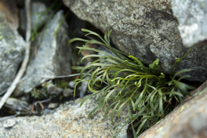Doradille du Nord au Lauvitel © Cédric Dentant - Parc national des Ecrins