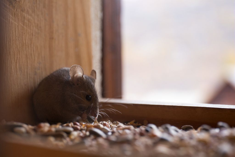Souris grise &copy; Thierry Maillet - Parc national des Ecrins