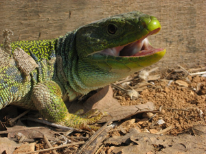 Lézard ocellé © Marc Corail - Parc national des Ecrins