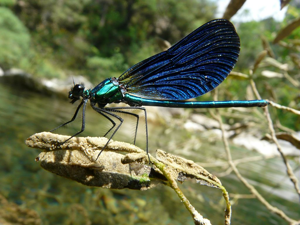 Caloptéryx vierge - Mâle © Marion Digier - Parc national des Ecrins
