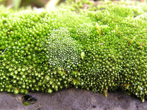 Bryum argenteum 2005.03.29 15.52.55.jpg © Michael Becker