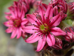 Joubarbe-araignée, Joubarbe à toiles d'araignée © Thierry Maillet - Parc national des Ecrins