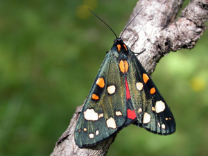Ecaille marbrée (L'), Ecaille lustrée (L') © Blandine Delenatte - Parc national des Ecrins