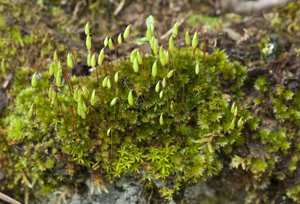 Bryum canariense (Canary bryum moss) (5575457993).jpg © Commons