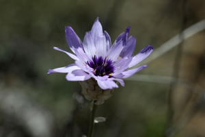Cupidone, Catananche bleue, Cigaline © Cédric Dentant - Parc national des Ecrins