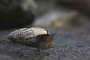 Bulime zébré © Damien Combrisson - Parc national des Ecrins