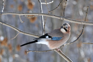 Geai des chênes © Mireille Coulon - Parc national des Ecrins