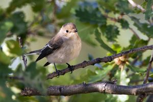 Gobemouche noir © Pascal Saulay - Parc national des Ecrins