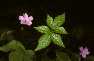 Géranium noueux © Bernard Nicollet - Parc national des Ecrins