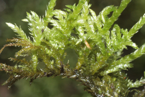 Brachythecium rivulare IMG 3140.jpg © HermannSchachner