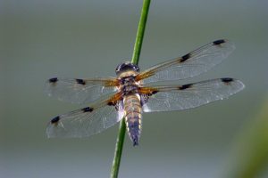 Libellule à quatre taches - Mâle © Damien Combrisson - Parc national des Ecrins