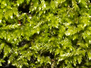 Moss on wood detail 1.jpg © Arnoldius