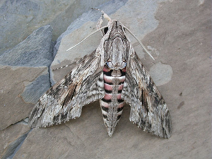 Sphinx du liseron © Blandine Delenatte - Parc national des Ecrins