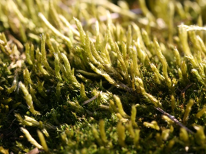 Brachythecium salebrosum.jpeg © Kristian Peters (Fabelfroh)