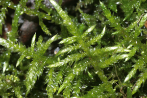 Cirriphyllum piliferum (Haarblattmoos) IMG 0879.JPG © HermannSchachner