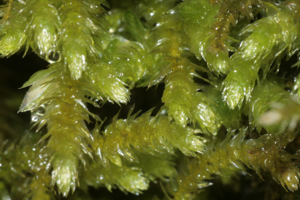Eurhynchium striatum IMG 4558.JPG © HermannSchachner