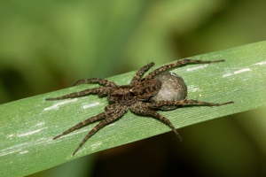 Pardosa lugubris fg01.jpg © Fritz Geller-Grimm