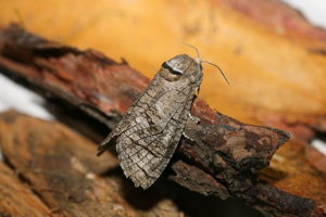 Cossus gâte-bois (Le) © Bern