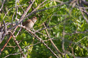 Rossignol philomène dans son milieu © Pascal Saulay - Parc national des Ecrins
