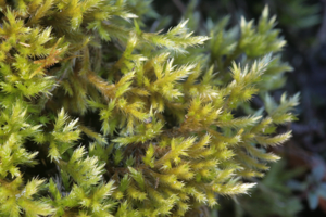 Homalothecium lutescens (d, 153205-482338) 1474.JPG © HermannSchachner