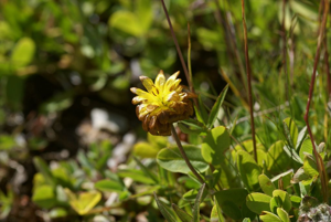 Trèfle brun © Cédric Dentant - Parc national des Ecrins
