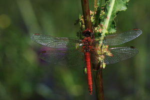 Sympetrum fonscolombii © Damien Combrisson - Parc national des Ecrins
