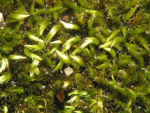 Homalothecium sericeum.jpeg © Kristian Peters -- Fabelfroh 11:46, 4 March 2007 (UTC)