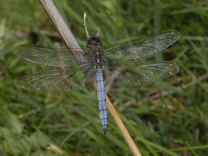 Orthétrum bleuissant - Mâle &copy; Damien Combrisson - Parc national des Ecrins