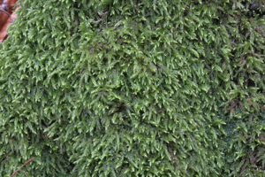 Isothecium alopecuroides IMG 4618.jpg © HermannSchachner