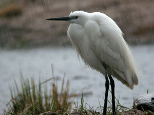 Aigrette garzette © Damien Combrisson - Parc national des Ecrins