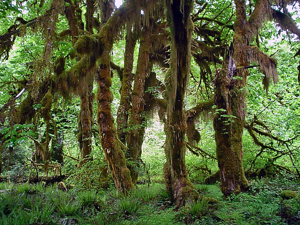 Acer macrophyllum in Hoh Rain Forest.jpg © No machine-readable author provided. KevinM~commonswiki assumed (based on copyright claims).