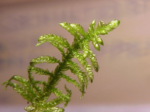 Scleropodium purum0.jpg © Kurt Stüber [1]