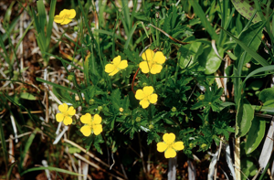 Potentille tormentille © Parc national des Ecrins