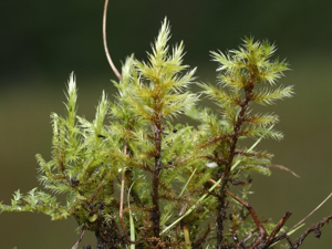 Tomenthypnum nitens.jpeg © Kristian Peters -- Fabelfroh 12:10, 28 September 2007 (UTC)