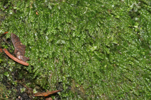Plagiothecium cavifolium (e, 152747-482424) 0018.JPG © HermannSchachner