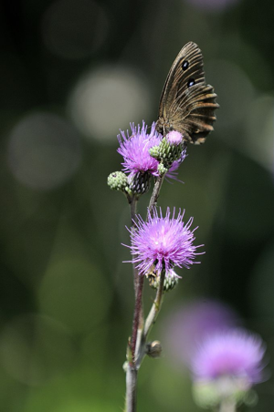 Erebia aethiops © Mireille Coulon - Parc National des Ecrins