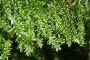 Plagiothecium laetum (a, 144731-481647) 1964.JPG © HermannSchachner