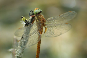 Aeschne isocèle © Donovan Maillard - Parc national des Ecrins