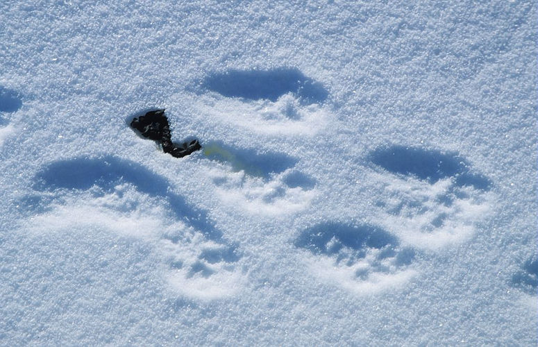 Martre des pins - empreintes et crotte &copy; Marc Corail - Parc national des Ecrins