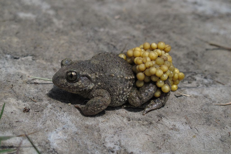 Alyte accoucheur &copy; Marc Corail - Parc national des Ecrins