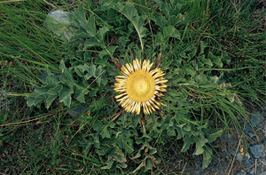 Carline à feuilles d'acanthe, Chardousse, Cardabelle © Jean-Pierre Nicollet - Parc national des Ecrins