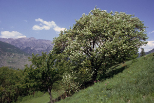 Alouchier, Alisier blanc © Parc national des Ecrins