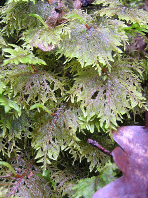 Hylocomium splendens 2005.03.31 10.33.44.jpg © Michael Becker
