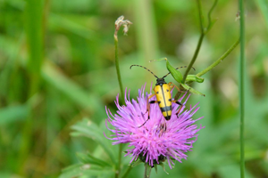 Lepture tacheté (Le © Mireille Coulon - Parc national des Ecrins