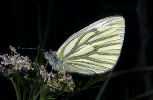 Pieris bryoniae © Jean-Pierre Nicolet - Parc National des Ecrins