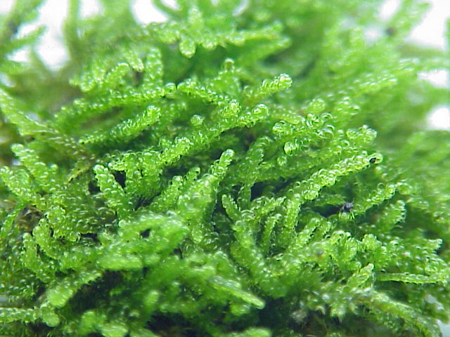 Hypnum cypressiforme2.jpg &copy; Kurt Stueber